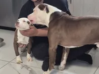 CRYSTAL, a female American Pit Bull Terrier for sale in East Stroudsburg, PA – 4 of 7