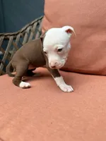 Galaxy , a female American Pit Bull Terrier for sale in East Stroudsburg, PA – 6 of 8