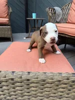 Conan, a male American Pit Bull Terrier for sale in East Stroudsburg, PA – 2 of 6
