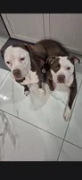 Drago, a male American Pit Bull Terrier for sale in East Stroudsburg, PA – 6 of 7