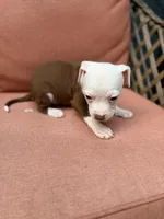 Siren, a female American Pit Bull Terrier for sale in East Stroudsburg, PA – 3 of 4
