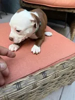 Valeria, a female American Pit Bull Terrier for sale in East Stroudsburg, PA – 2 of 7