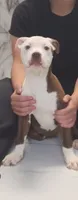 CRYSTAL, a female American Pit Bull Terrier for sale in East Stroudsburg, PA – 6 of 7