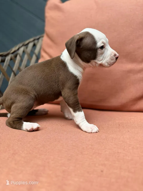 Galaxy  – American Pit Bull Terrier puppy for sale in East Stroudsburg, PA