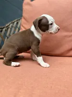 Galaxy , a female American Pit Bull Terrier for sale in East Stroudsburg, PA – 1 of 8