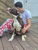 Drago, a male American Pit Bull Terrier for sale in East Stroudsburg, PA – 5 of 7