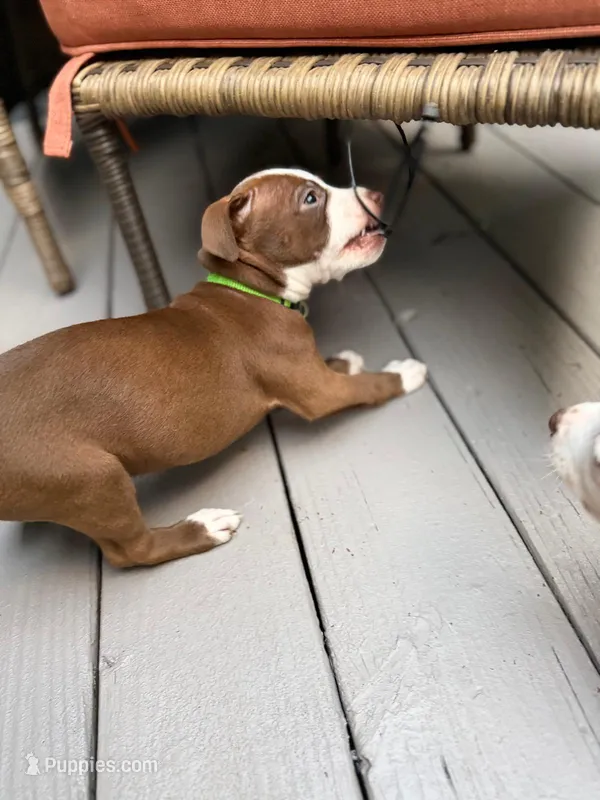 Dream – American Pit Bull Terrier puppy for sale in East Stroudsburg, PA