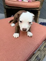 Valeria, a female American Pit Bull Terrier for sale in East Stroudsburg, PA – 3 of 7