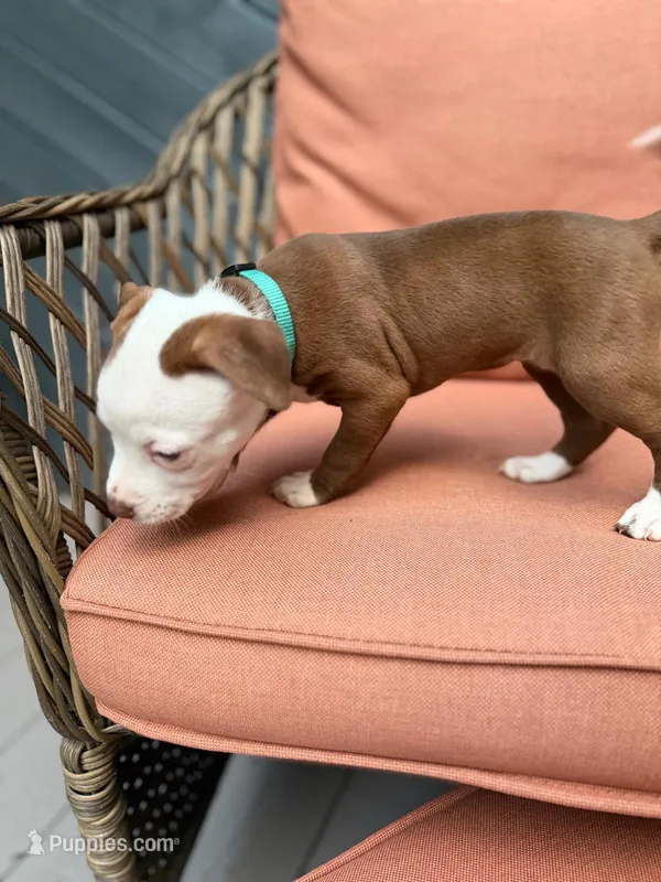 Lexus – American Pit Bull Terrier puppy for sale in East Stroudsburg, PA