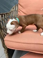 Lexus, a female American Pit Bull Terrier for sale in East Stroudsburg, PA – 1 of 5