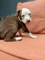 Galaxy , a female American Pit Bull Terrier for sale in East Stroudsburg, PA – 5 of 8