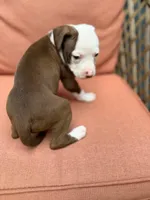 Galaxy , a female American Pit Bull Terrier for sale in East Stroudsburg, PA – 4 of 8