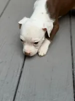 Siren, a female American Pit Bull Terrier for sale in East Stroudsburg, PA – 2 of 4