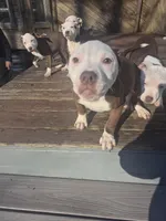 Eleven , a female American Pit Bull Terrier for sale in East Stroudsburg, PA – Photo 4 of 9