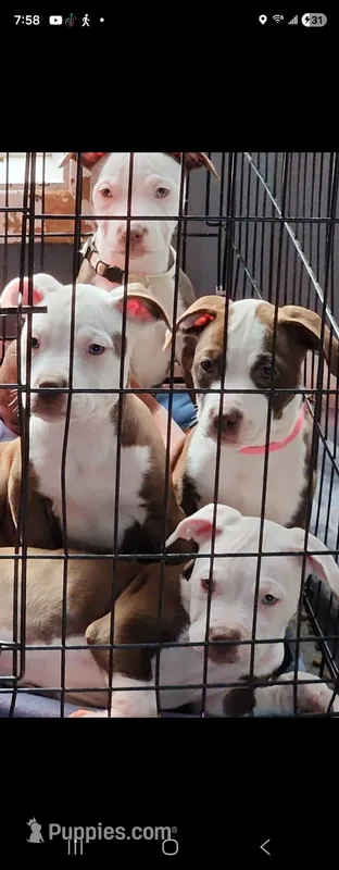 Eleven  – American Pit Bull Terrier puppy for sale in East Stroudsburg, PA