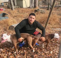 Eleven , a female American Pit Bull Terrier for sale in East Stroudsburg, PA – Photo 9 of 9