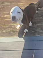 Eleven , a female American Pit Bull Terrier for sale in East Stroudsburg, PA – Photo 2 of 9