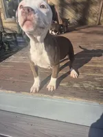 Eleven , a female American Pit Bull Terrier for sale in East Stroudsburg, PA – Photo 5 of 9