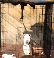 Eleven , a female American Pit Bull Terrier for sale in East Stroudsburg, PA – Photo 1 of 9