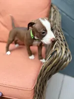 Dream, a female American Pit Bull Terrier for sale in East Stroudsburg, PA – 2 of 5