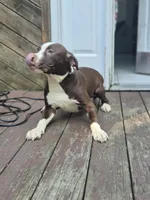Drago, a male American Pit Bull Terrier for sale in East Stroudsburg, PA – 2 of 7