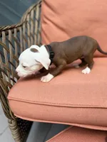 Star, a female American Pit Bull Terrier for sale in East Stroudsburg, PA – 2 of 4