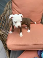 Star, a female American Pit Bull Terrier for sale in East Stroudsburg, PA – 3 of 4