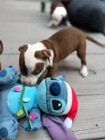 Commando , a male American Pit Bull Terrier for sale in East Stroudsburg, PA – 2 of 5