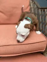 Lexus, a female American Pit Bull Terrier for sale in East Stroudsburg, PA – 3 of 5