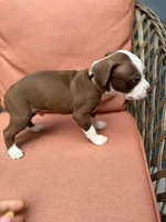 Rambo, a male American Pit Bull Terrier for sale in East Stroudsburg, PA – 5 of 6