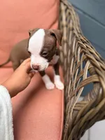 Rambo, a male American Pit Bull Terrier for sale in East Stroudsburg, PA – 4 of 6