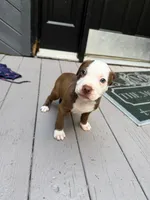 Conan, a male American Pit Bull Terrier for sale in East Stroudsburg, PA – 4 of 6