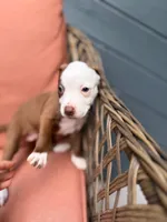 Lexus, a female American Pit Bull Terrier for sale in East Stroudsburg, PA – 4 of 5
