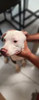 April, a female American Pit Bull Terrier for sale in East Stroudsburg, PA – 4 of 9