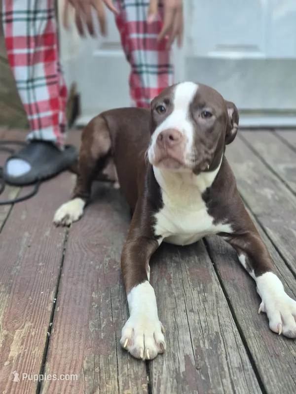 Drago – American Pit Bull Terrier puppy for sale in East Stroudsburg, PA