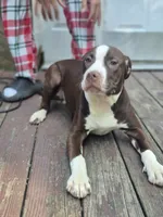 Drago, a male American Pit Bull Terrier for sale in East Stroudsburg, PA – 1 of 7