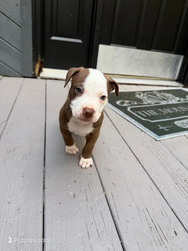 Conan – American Pit Bull Terrier puppy for sale in East Stroudsburg, PA