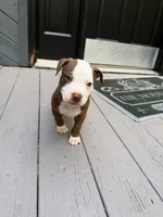Conan, a male American Pit Bull Terrier for sale in East Stroudsburg, PA – 1 of 6