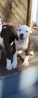 Honey, a female American Pit Bull Terrier for sale in East Stroudsburg, PA – Photo 4 of 10