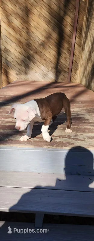 Honey – American Pit Bull Terrier puppy for sale in East Stroudsburg, PA