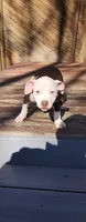 Honey, a female American Pit Bull Terrier for sale in East Stroudsburg, PA – Photo 2 of 10
