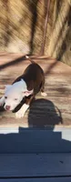 Honey, a female American Pit Bull Terrier for sale in East Stroudsburg, PA – Photo 3 of 10