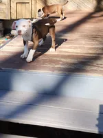 Honey, a female American Pit Bull Terrier for sale in East Stroudsburg, PA – Photo 8 of 10