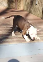 Honey, a female American Pit Bull Terrier for sale in East Stroudsburg, PA – Photo 6 of 10