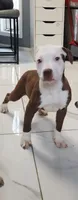 CRYSTAL, a female American Pit Bull Terrier for sale in East Stroudsburg, PA – 1 of 7