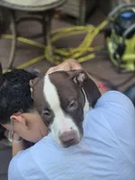 Drago, a male American Pit Bull Terrier for sale in East Stroudsburg, PA – 4 of 7