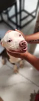 April, a female American Pit Bull Terrier for sale in East Stroudsburg, PA – 9 of 9
