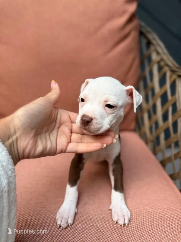 Siren – American Pit Bull Terrier puppy for sale in East Stroudsburg, PA