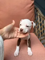 Siren, a female American Pit Bull Terrier for sale in East Stroudsburg, PA – 1 of 4