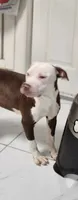 April, a female American Pit Bull Terrier for sale in East Stroudsburg, PA – 3 of 9